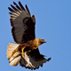 Image for article titled Rabbit Who Got Caught By Hawk Honestly Relieved It Can Finally Relax Now